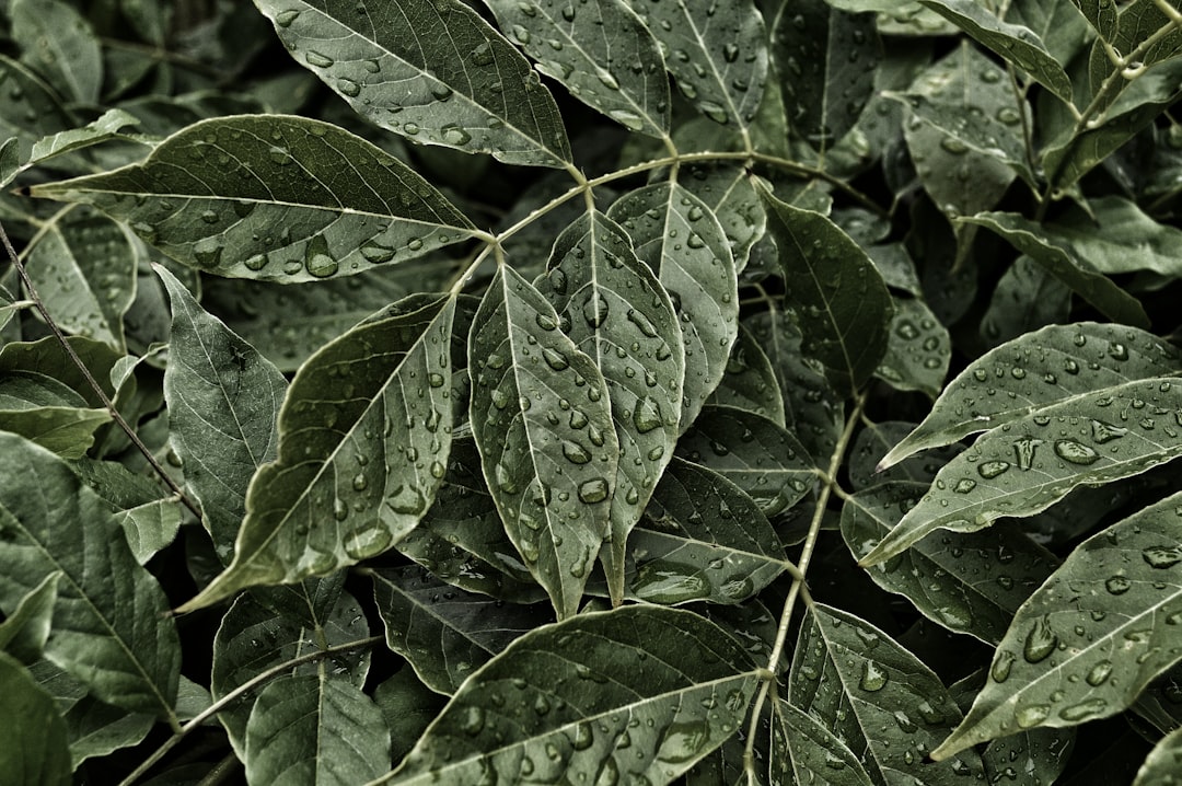 Sterke en kleurrijke Photinia: zo snoei je deze sierstruik goed